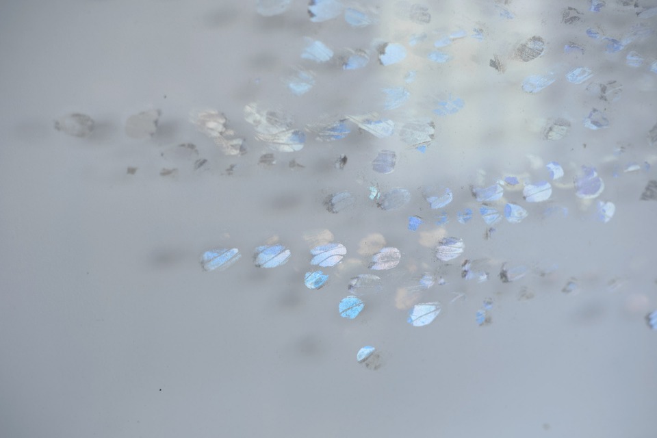 Perrine Lievens, Selected Works
Detail shot: *Empreintes 6*, 2016
powder of the morpho’s wings
60 x 70 cm
von Bartha, Basel, Showroom, 2018