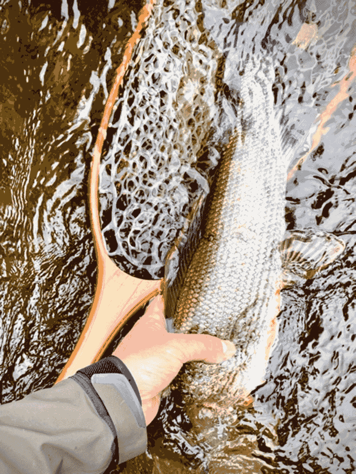Grayling, 45cm, River Irfon, October 2020