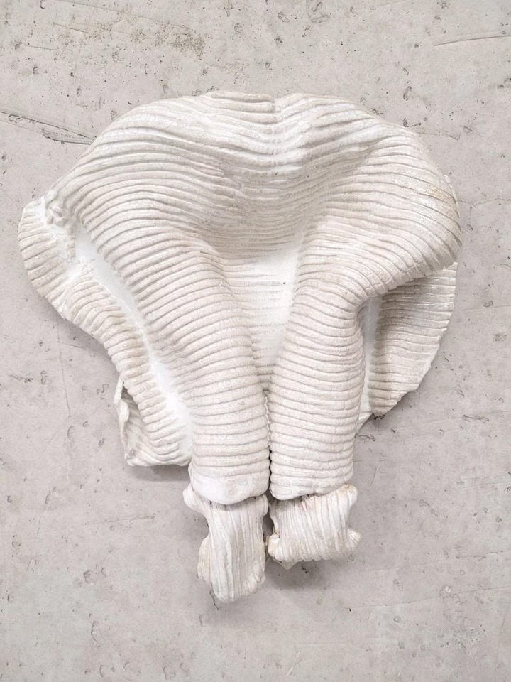 carolineachaintre_ribskin