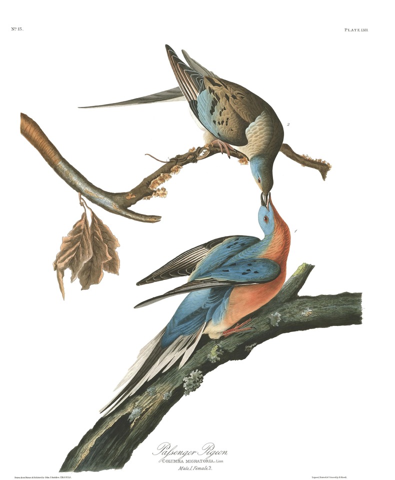 John Audubon’s "Passenger Pigeon," 1829–1830. Courtesy of the John James Audubon Center at Mill Grove, Audubon, Pennsylvania (USA), and Zebra Publishing
